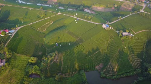 Бесплатное стоковое фото с Аэрофотосъемка, зелень, лето