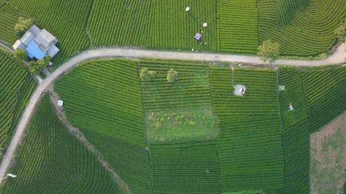 Бесплатное стоковое фото с Аэрофотосъемка, зелень, пахотная земля