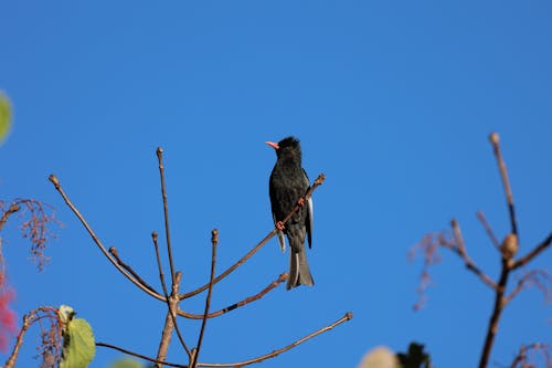 Gratis stockfoto met birdwatching, blauwe lucht, dieren in het wild