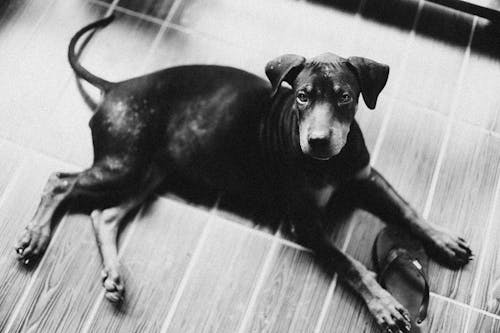 High Angle Shot of a Dog Lying on the Floor