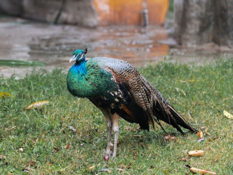 peacock photo