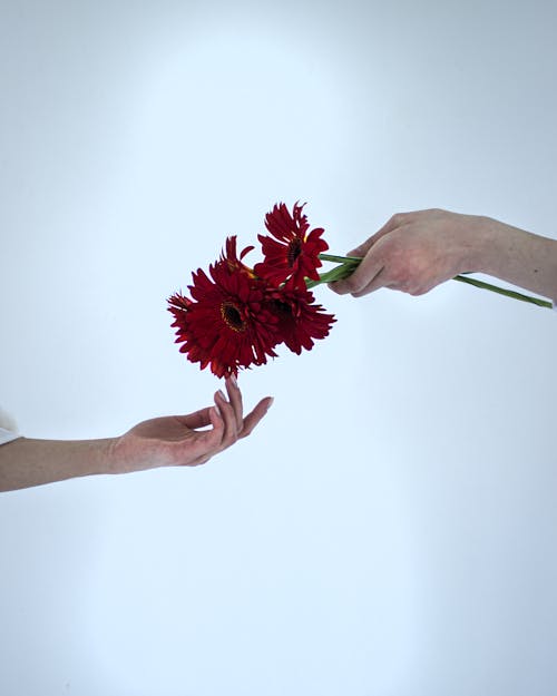 Hand Giving Red Flowers