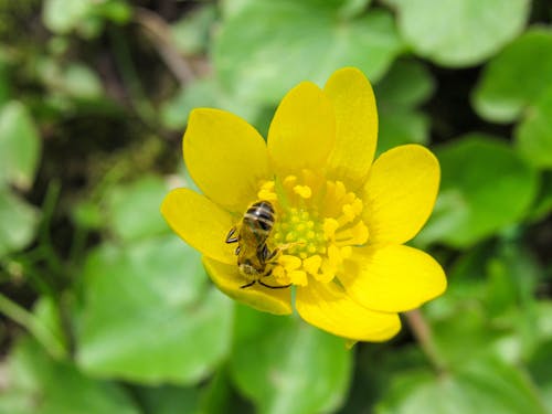 Yellow and Black Honey Bee on Yellow Flower