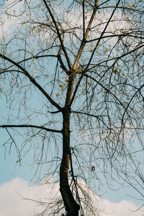 Free A bare tree with intricate branches silhouetted against a clear blue sky. Stock Photo