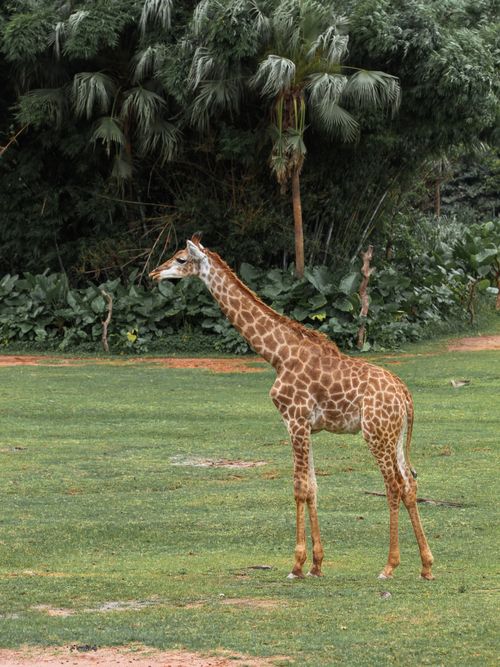 Free A majestic giraffe stands gracefully in a vibrant green savanna, captured in detail. Stock Photo