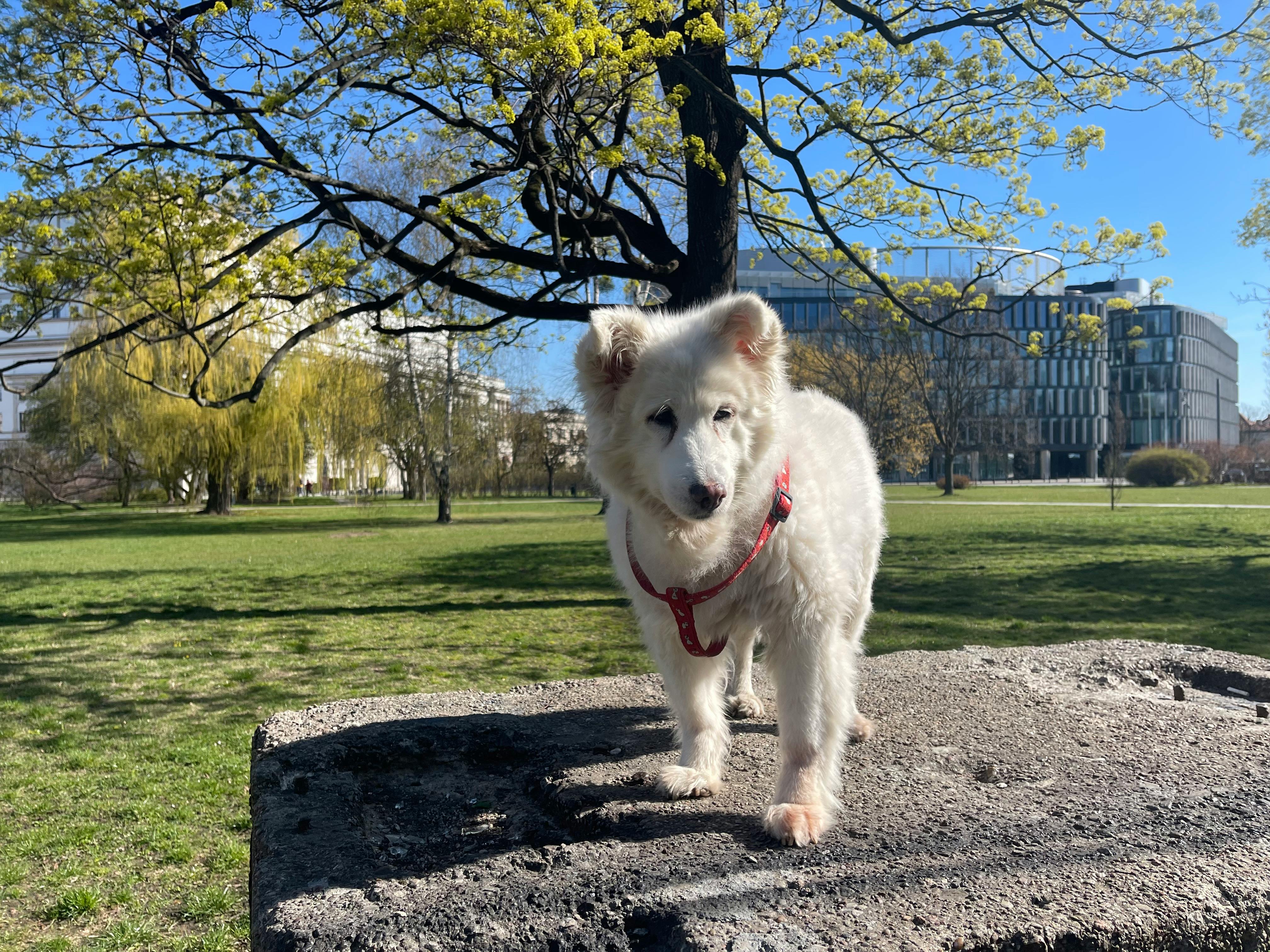 Spring Season Pet Safety Tips - WGN — Photo by Rafaello Piekoszewski on Pexels