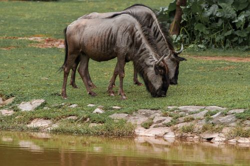 Free Two wildebeests grazing peacefully by a riverbank, showcasing African wildlife in its natural habitat. Stock Photo