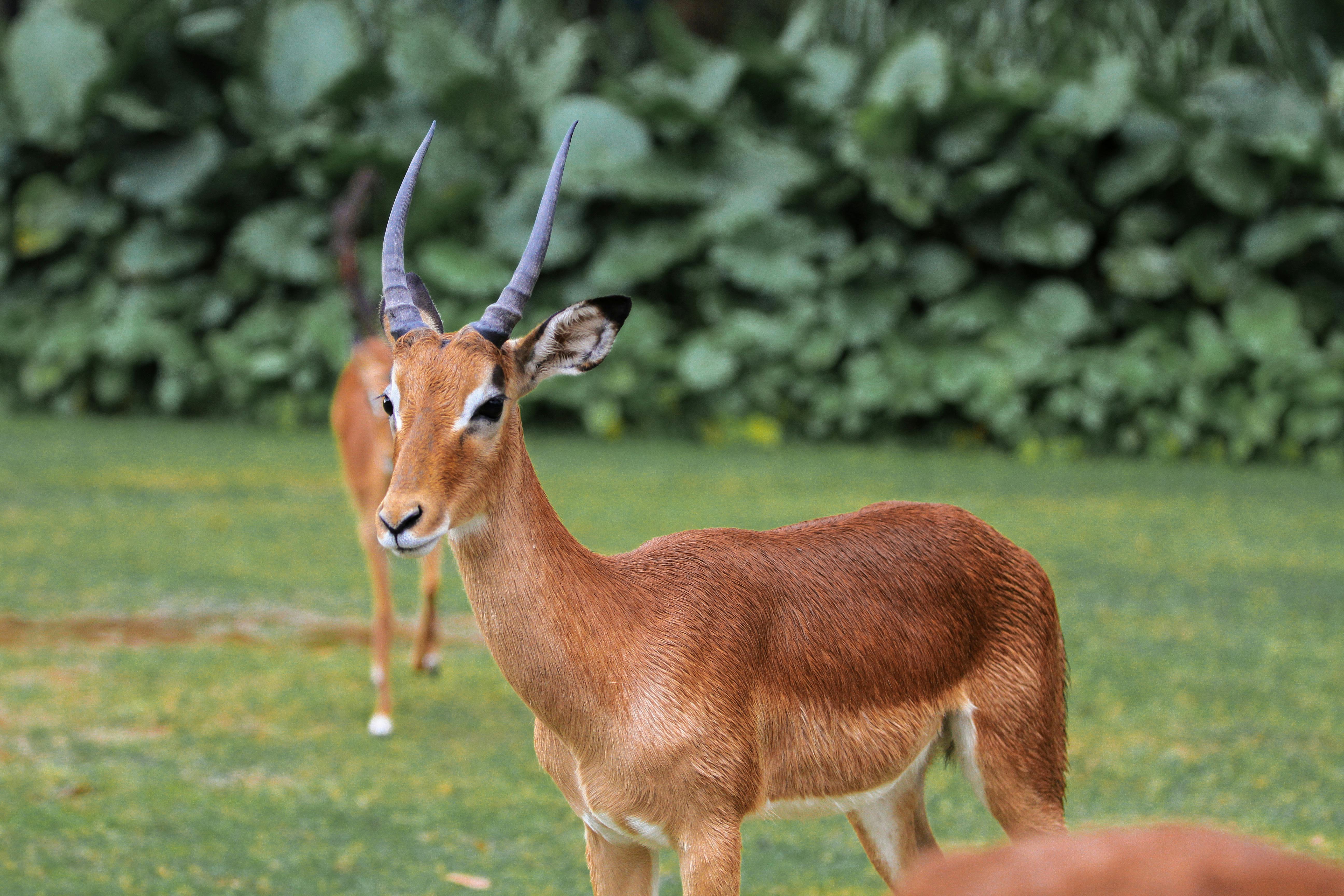 grátis Foto profissional grátis de aepyceros melampus, África, amável Foto profissional