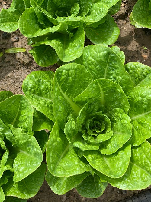 Close-up of Fresh Romaine Lettuce 
