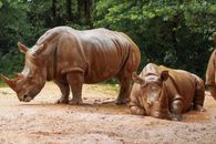 Brown Rhinoceros on Brown Dirt Ground