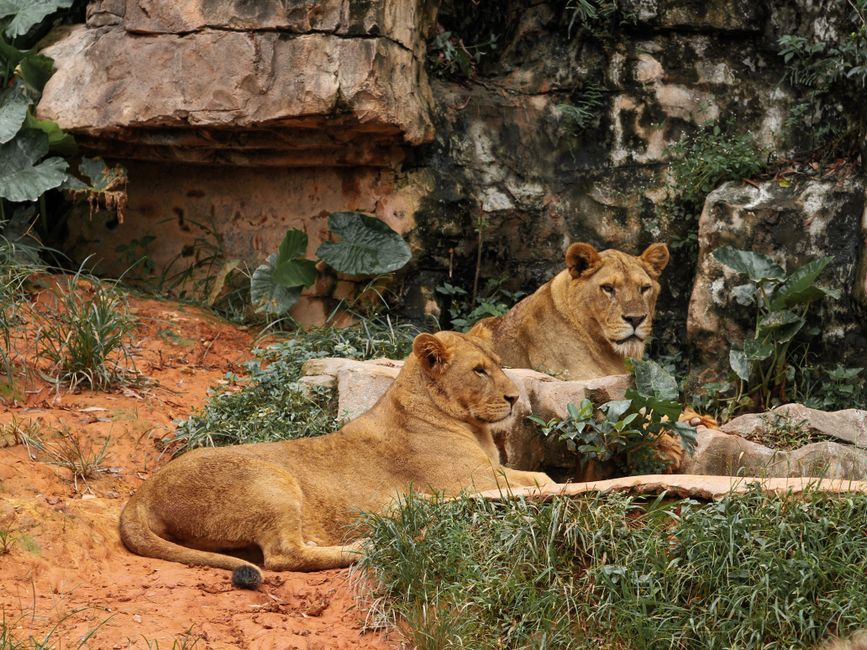 Two lionesses relax in a rocky, grassy landscape, showcasing their natural behavior and environment.
