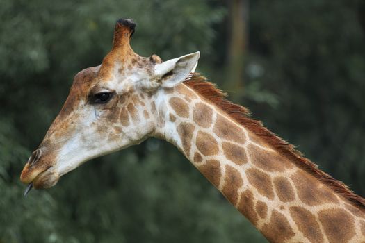 Portrait of a giraffe showcasing its unique patterns and natural beauty.