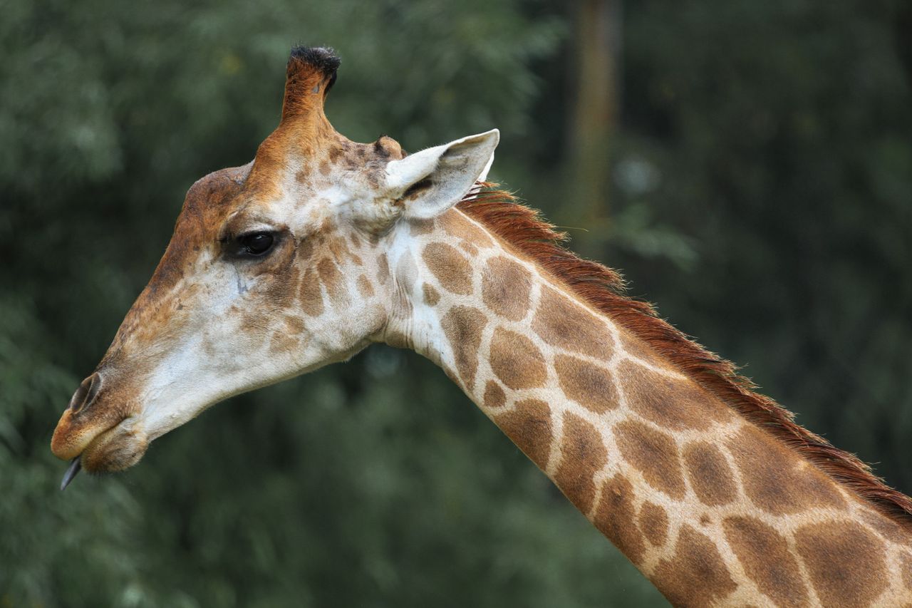 portrait of a giraffe showcasing its unique patterns and natural beaut