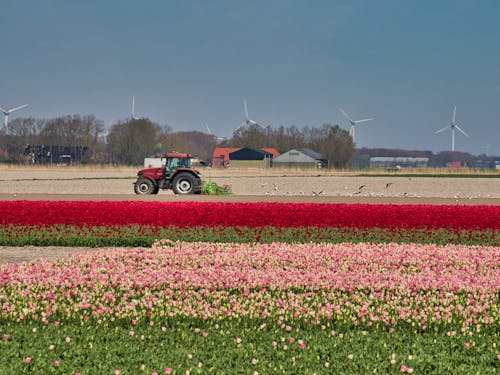 Tulips Fields