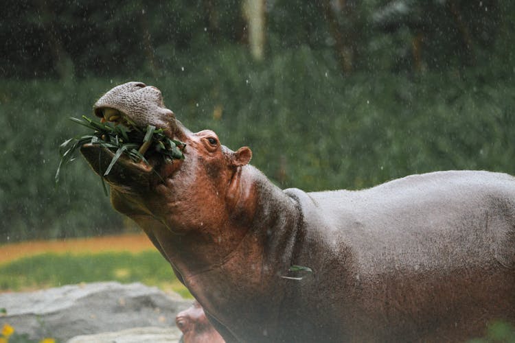 Hippo Eating Leaves 