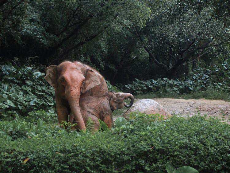 Photo Of Elephants In A ZOO