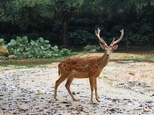 Free Close-up of a fallow deer buck with antlers standing in a serene outdoor setting. Stock Photo