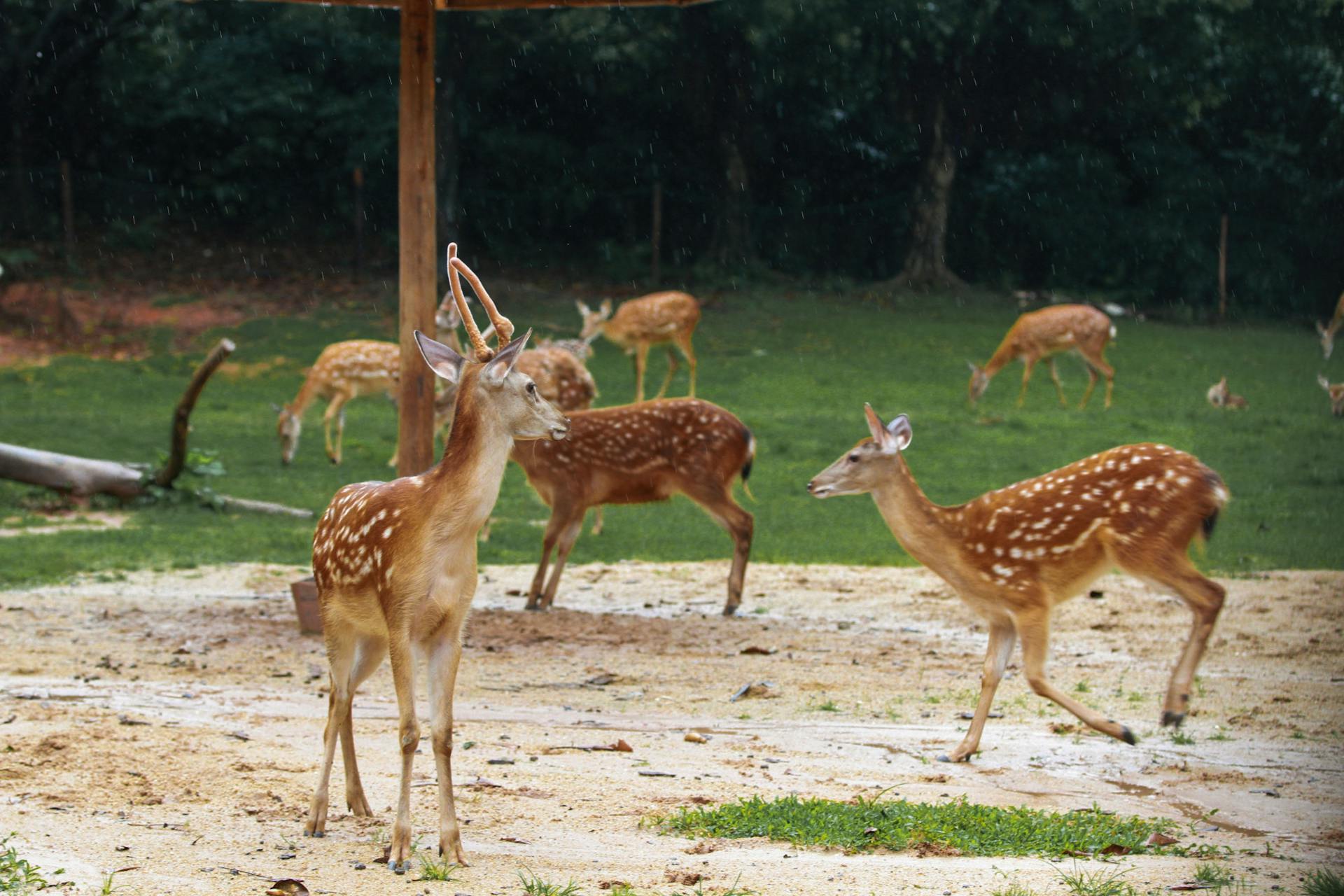 Formosan Sika Deer on a Pasture