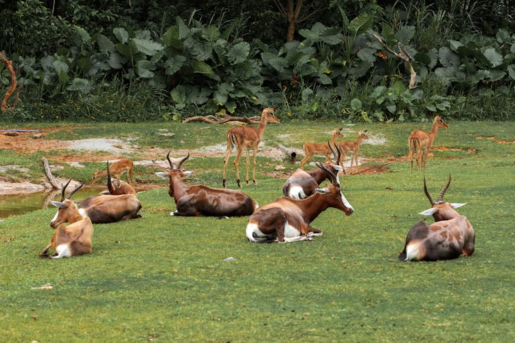 Blesbok With Calves On A Field 