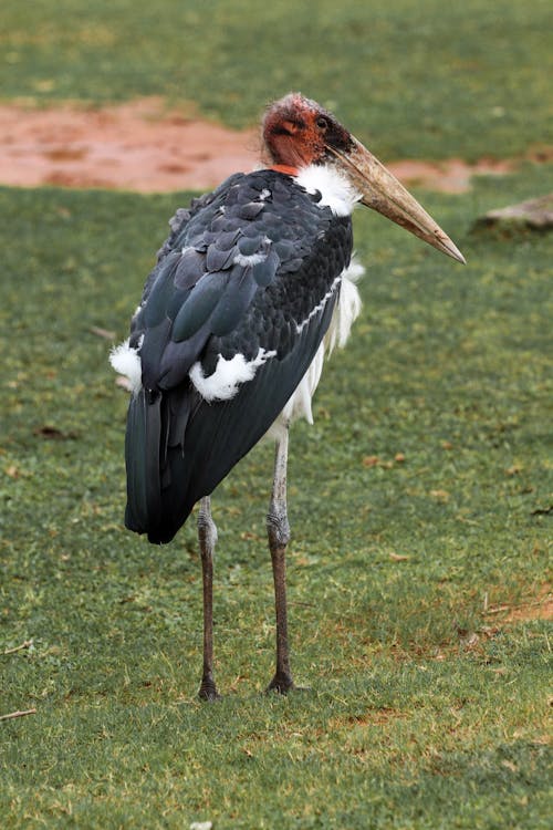 Marabou Stork Bird on Grassland
