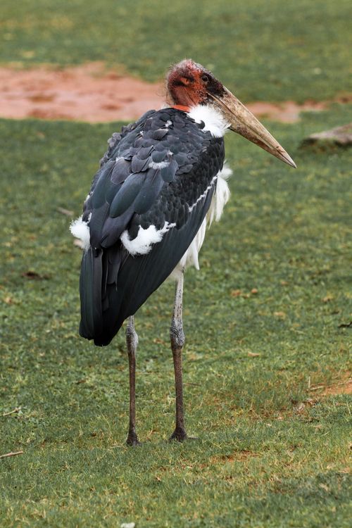Free Close-up of a Marabou stork standing in a grassland area, showcasing plumage and distinctive beak. Stock Photo