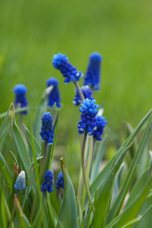 Foto stok gratis bunga biru, muscari