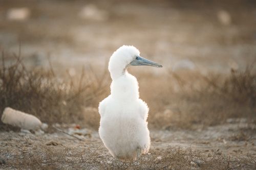 Free A fluffy white bird chick with a blue beak stands in a calm, earthy landscape. Stock Photo