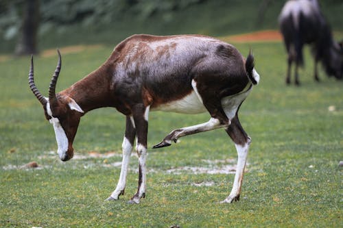 Základová fotografie zdarma na téma antilopa, blesbok, hřiště