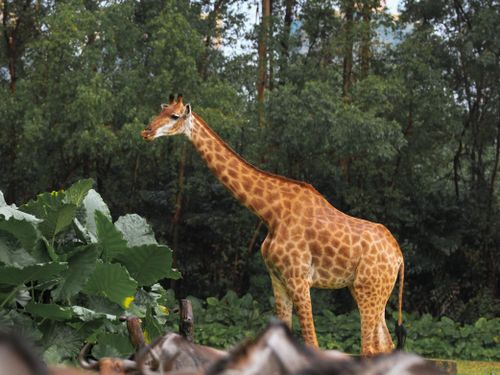 Free Elegant giraffe stands amidst forest greenery showcasing its long neck and unique pattern. Stock Photo