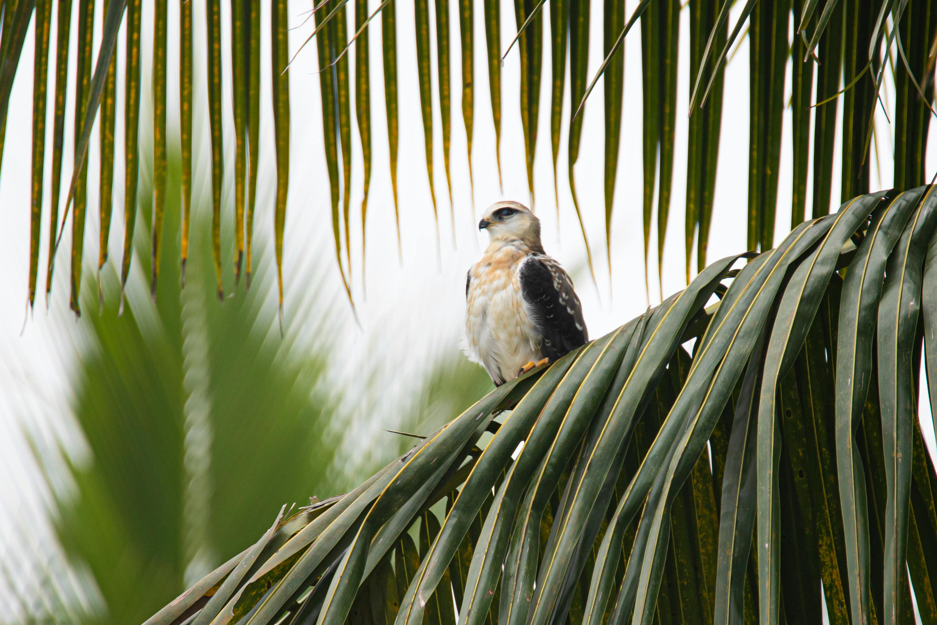 Black-shouldered kite perched on palm leaves, showcasing its feathers and natural habitat.