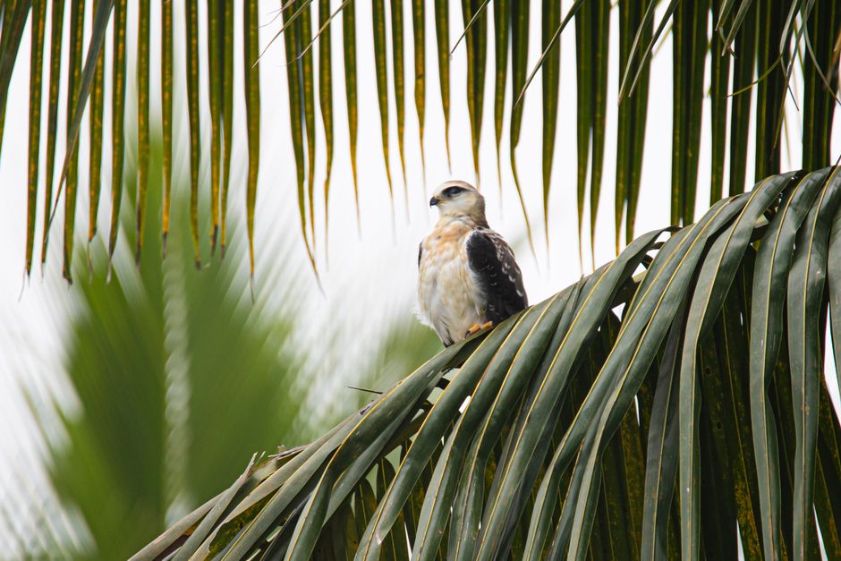 Black-shouldered kite perched on palm leaves, showcasing its feathers and natural habitat.