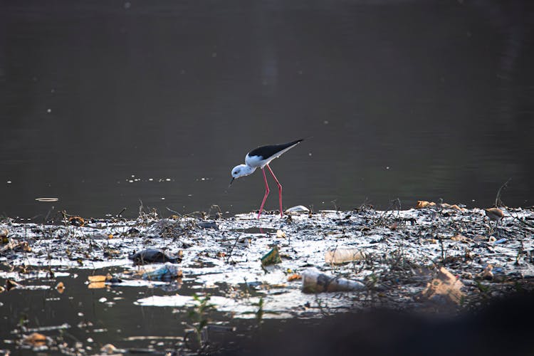 Black Winged Stilt