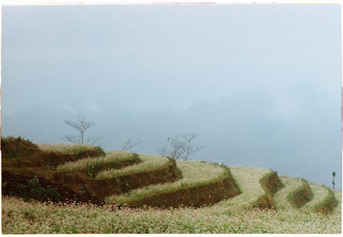 Foto profissional grátis de agricultura, área, beleza