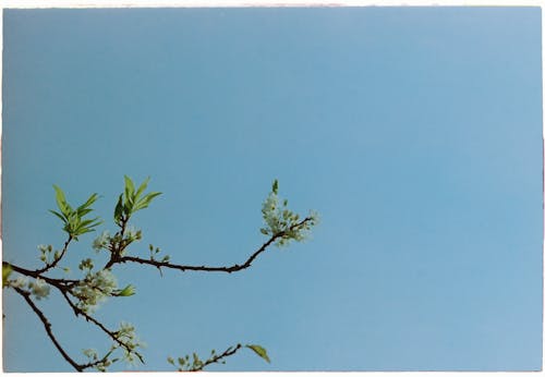 Безкоштовне стокове фото на тему «блакитне небо, весна, гілки» стокове фото
