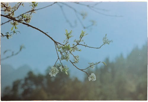 Ücretsiz ağaç, büyüme, Çiçekler içeren Ücretsiz stok fotoğraf Stok Fotoğraflar
