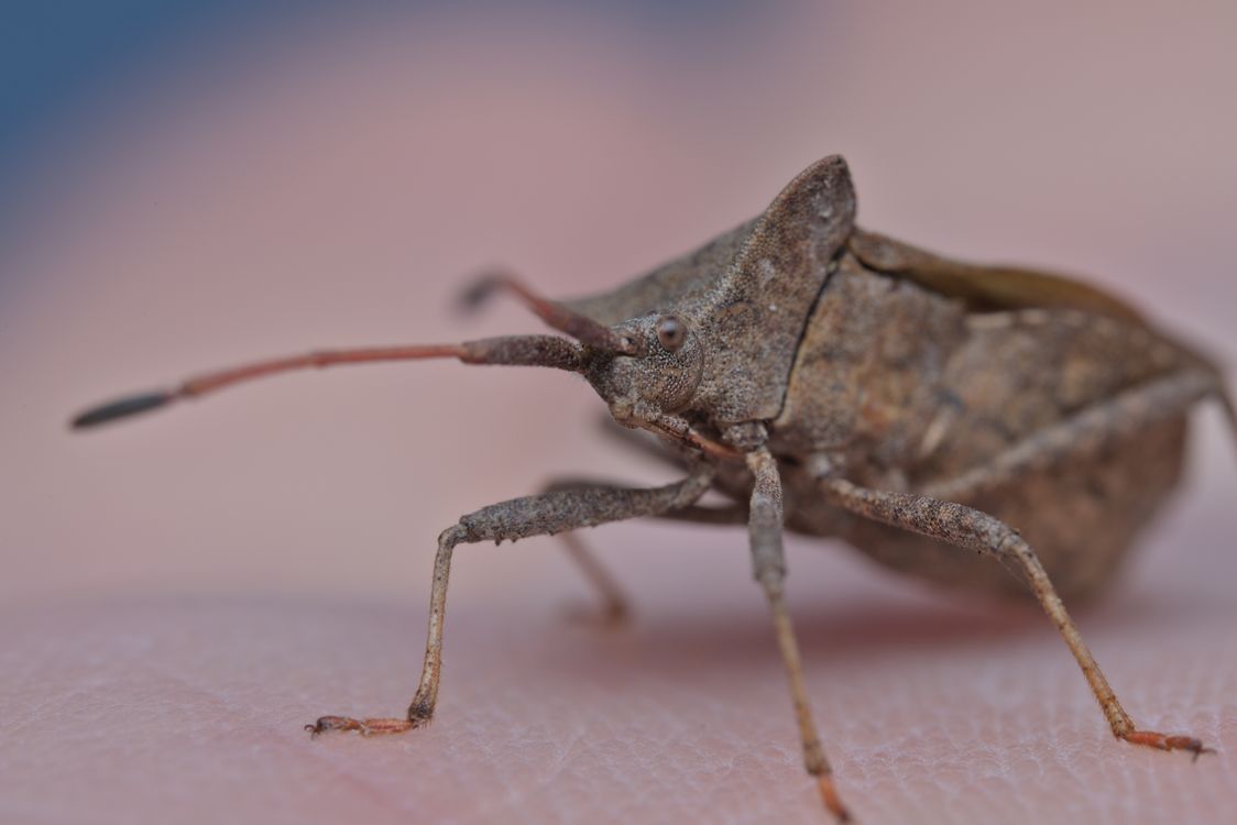Close-Up Shot of a Bug · Free Stock Photo