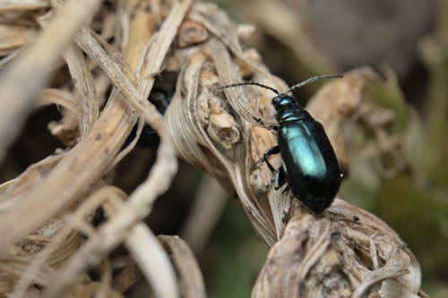 Free Green beetle in scrap wood Stock Photo