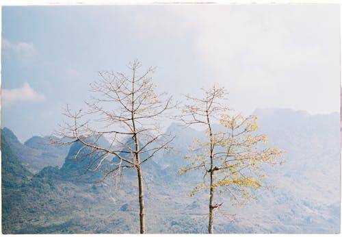 山岳, 山脈, 木の無料の写真素材