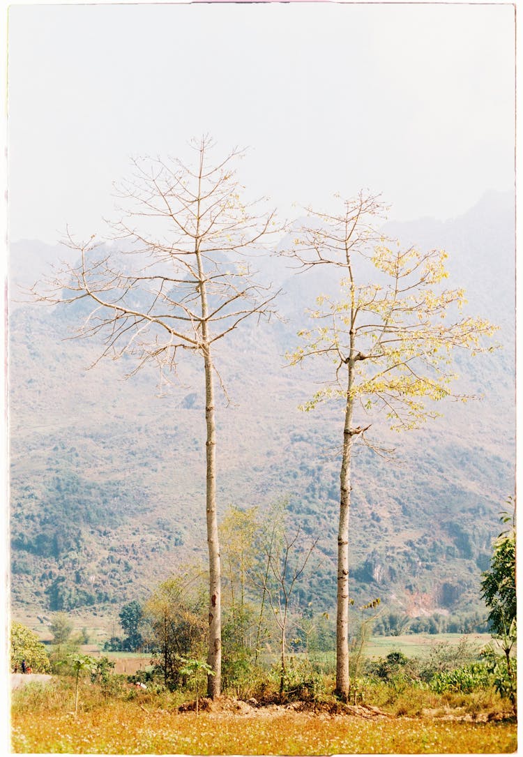 Birches On A Field