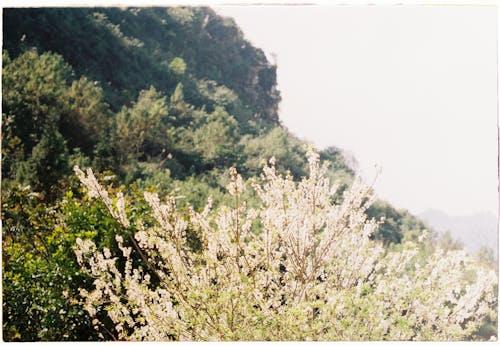 Kostnadsfri bild av bergen, blommande, buske