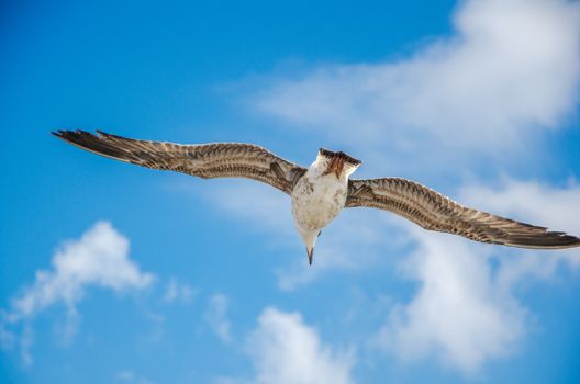 White and Brown Bird Flying Under Blue Sky