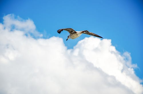 Darmowe zdjęcie z galerii z białe chmury, błękitne niebo, fotografia ptaków