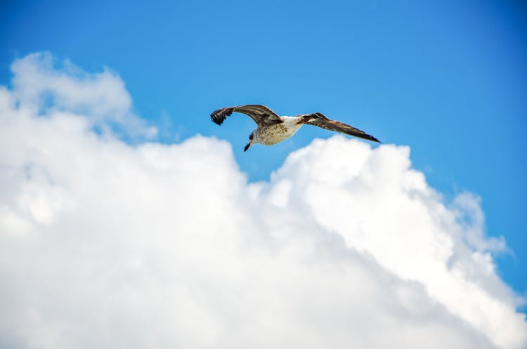 Bird Flying In The Blue Cloudy Sky