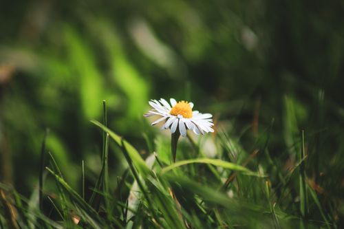 Free A delicate daisy in bloom surrounded by lush green grass under sunlight, showcasing nature's beauty. Stock Photo