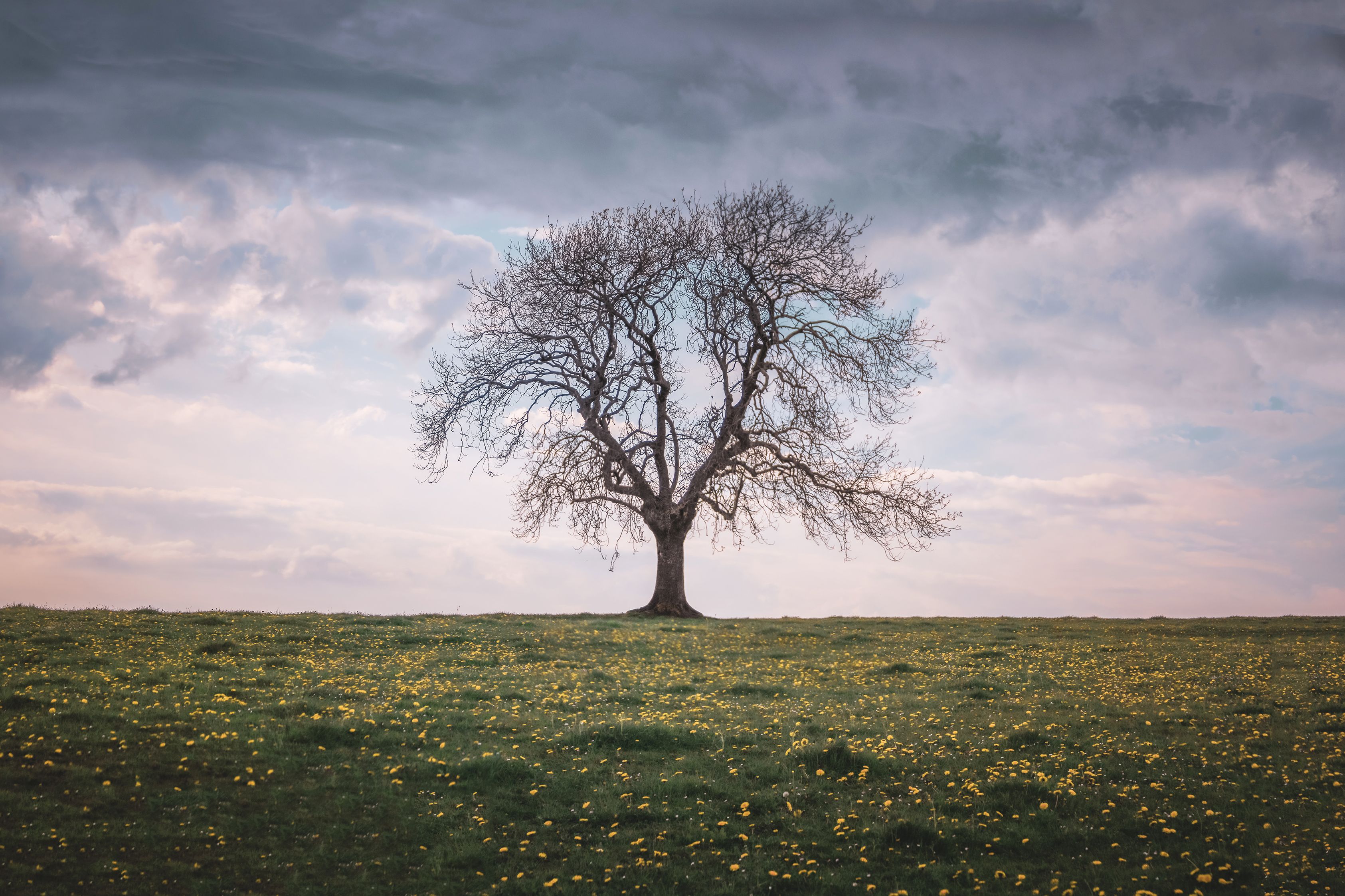A Tree in the Middle of a Field · Free Stock Photo