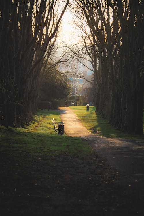 Imagine de stoc gratuită din arbori, bancă, coșuri de gunoi