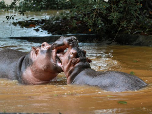çalmak, çatışmak, hippopotamuses içeren Ücretsiz stok fotoğraf
