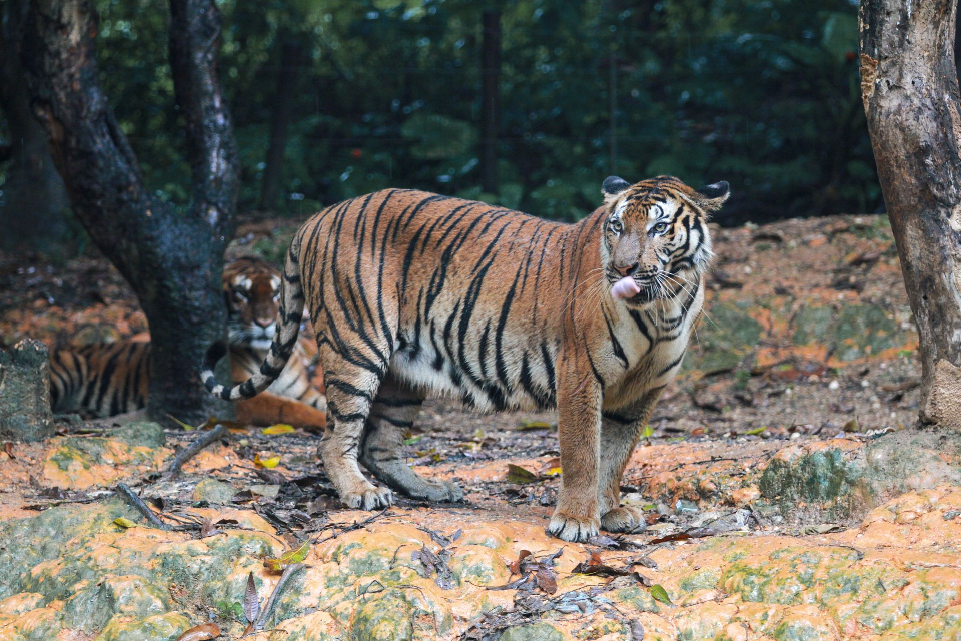 Tigers in Wild