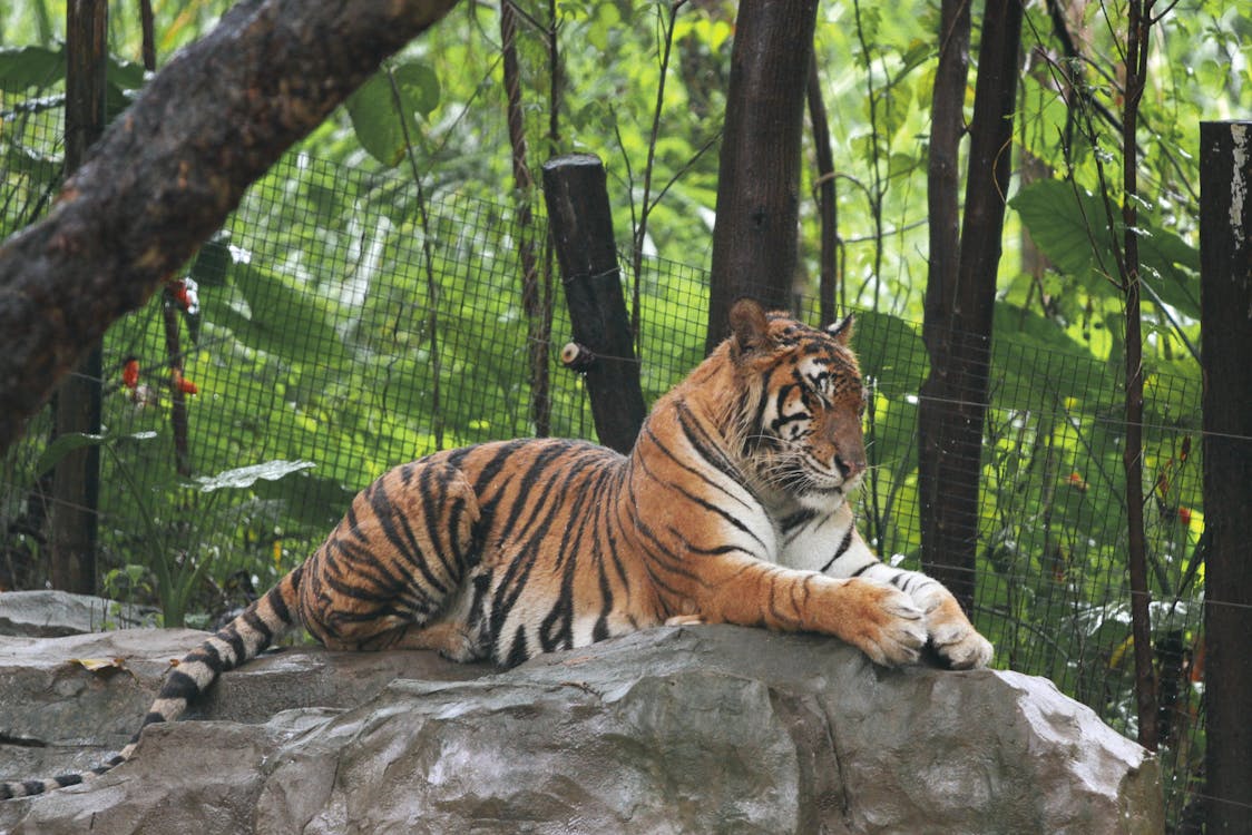 Tiger Lying on Rock
