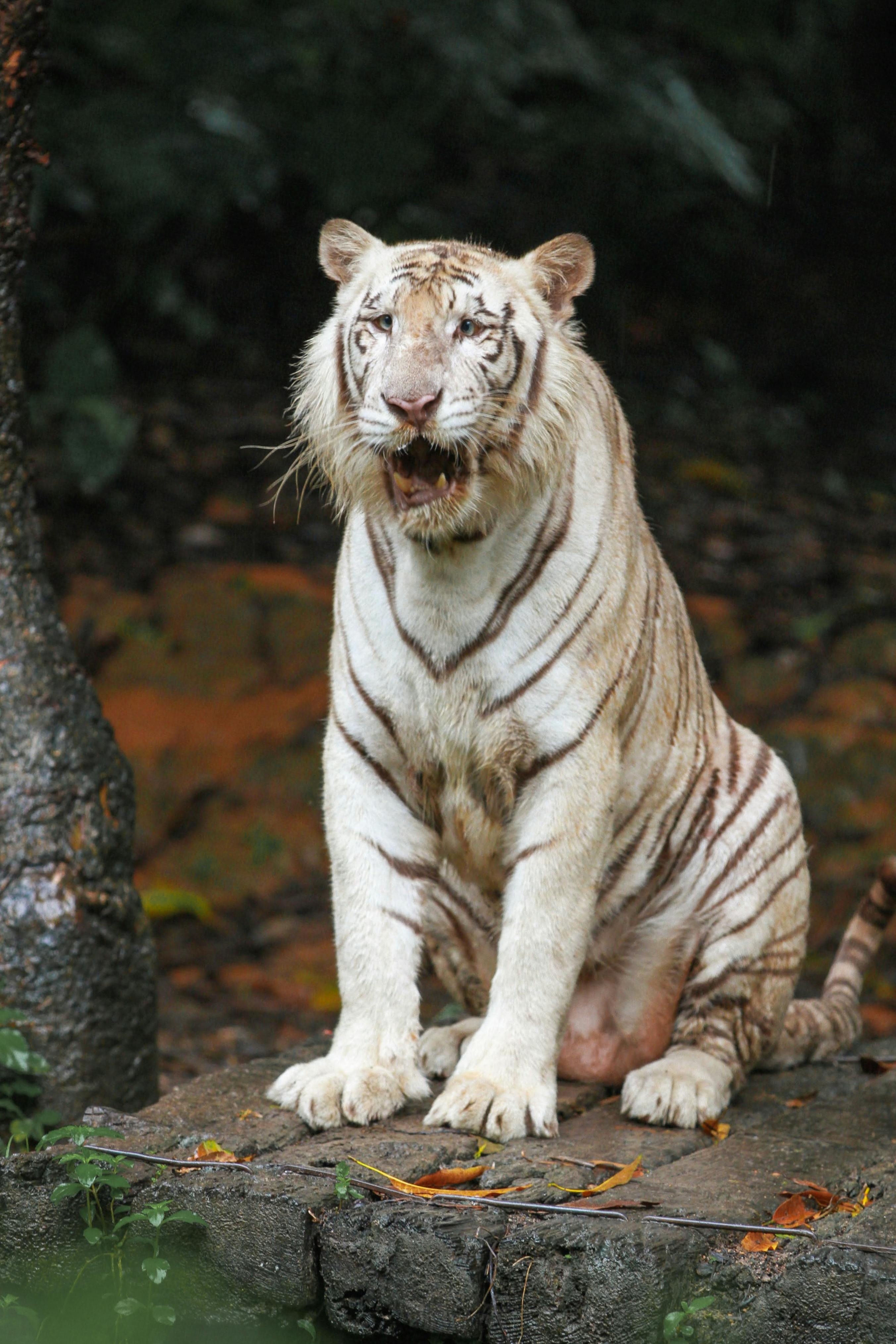 white tigers roaring